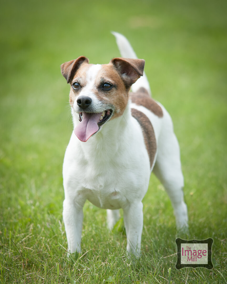 Jack Russell Terrier portrait by photographer Phill Andrew at The Image Mill