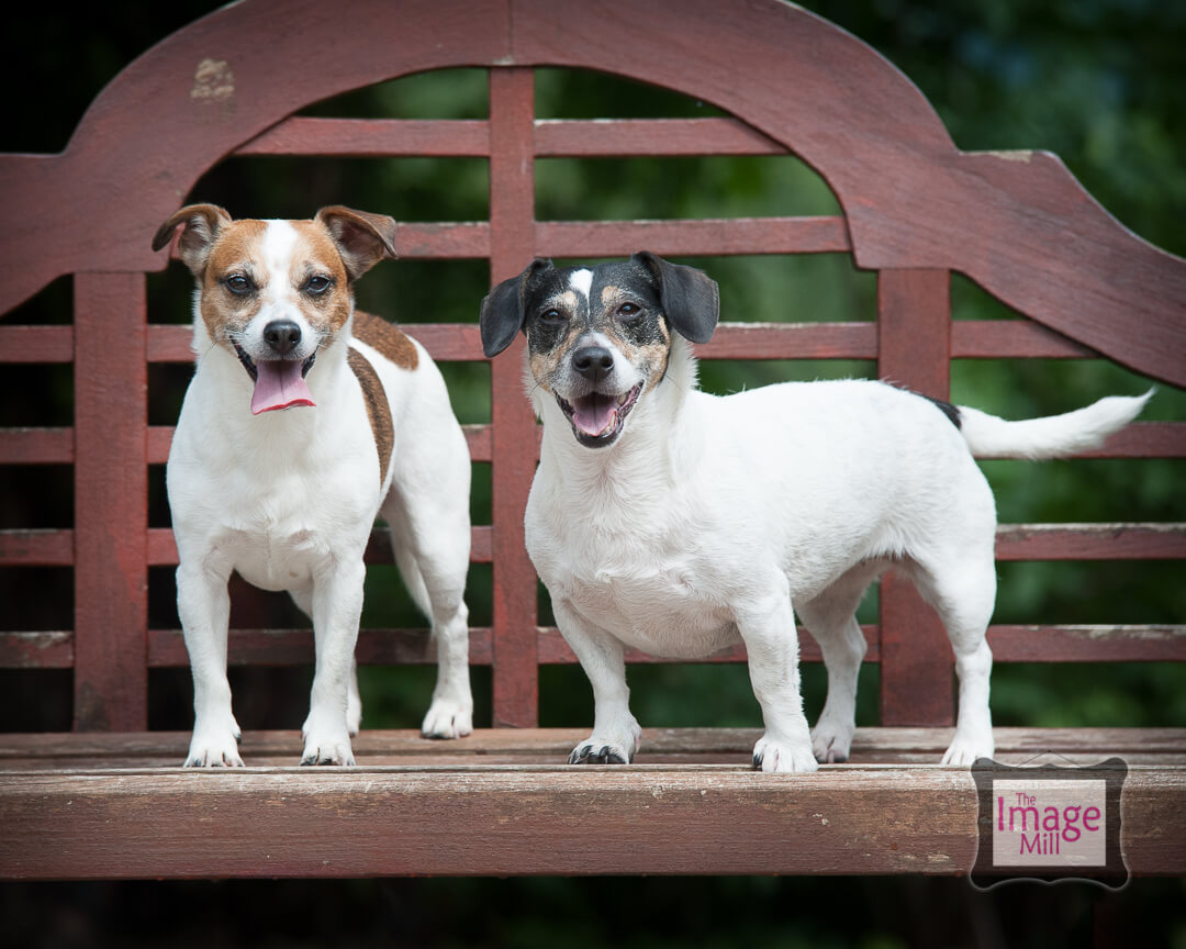 Jack Russell Terriers portrait by photographer Phill Andrew at The Image Mill