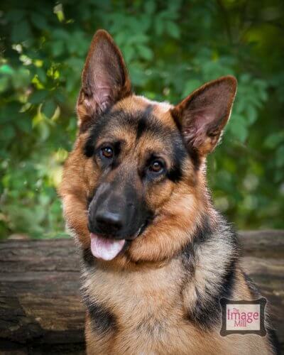 German Shepherd Dog, pet portrait by photographer Phill Andrew at The Image Mill, Bradford