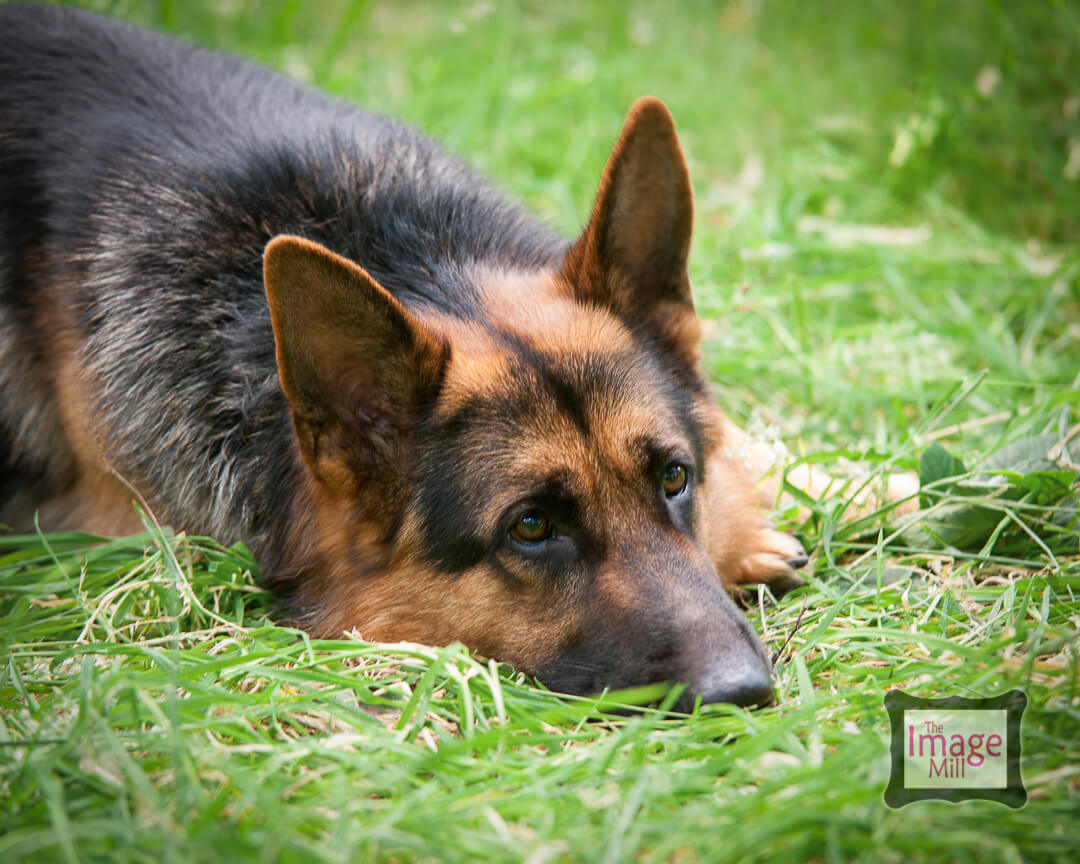 German Shepherd Dog, pet portrait by photographer Phill Andrew at The Image Mill, Bradford