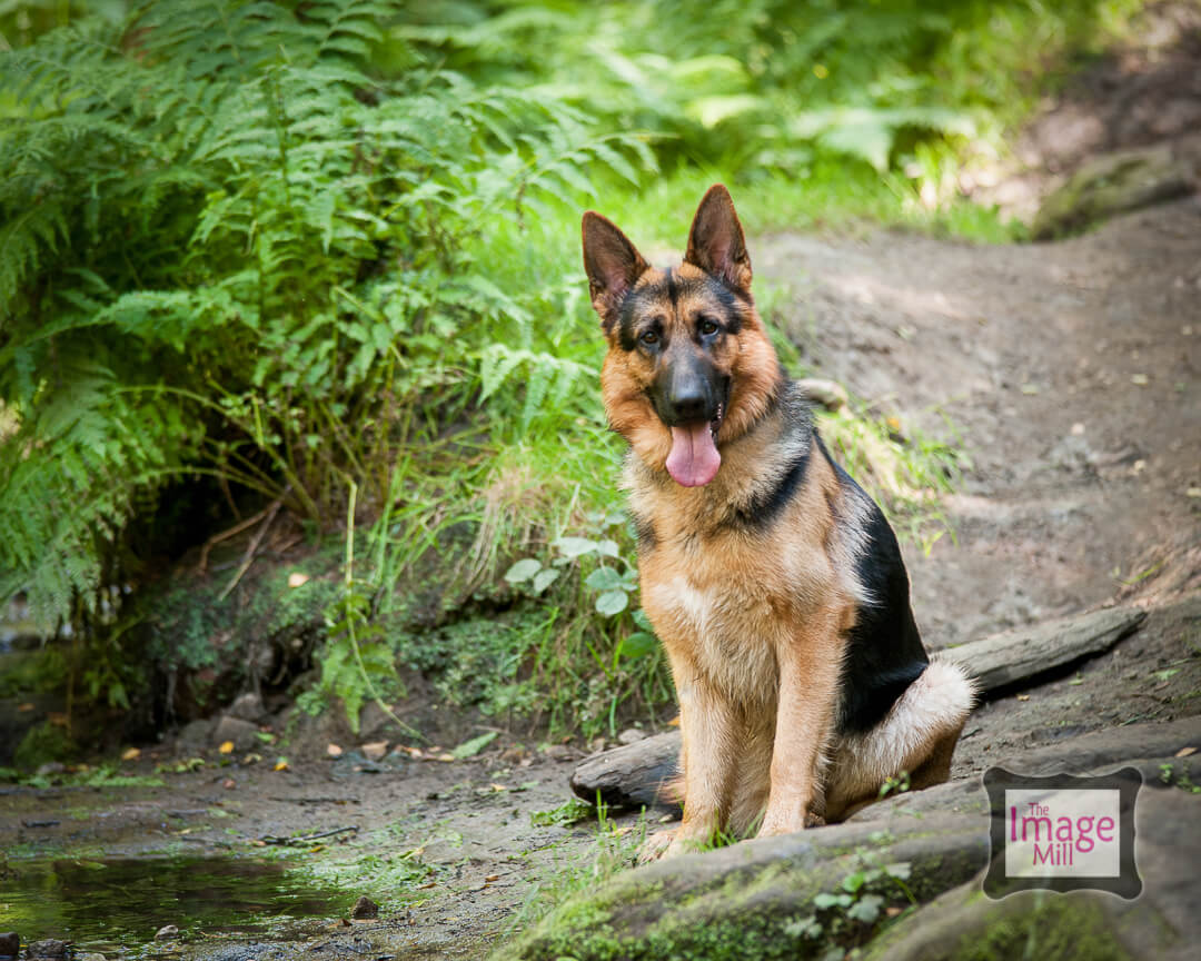 German Shepherd Dog, pet portrait by photographer Phill Andrew at The Image Mill, Bradford