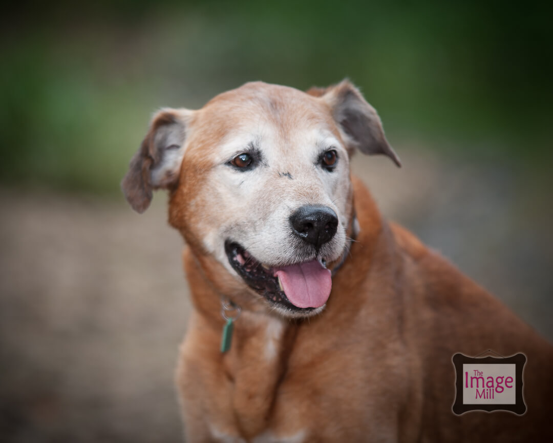 Lab cross dog portrait by photographer Phill Andrew at The Image Mill