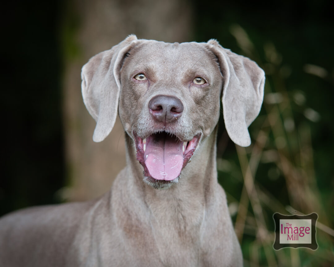 Weimeraner dog portrait, at the Image Mill, by pet photographer Phill Andrew