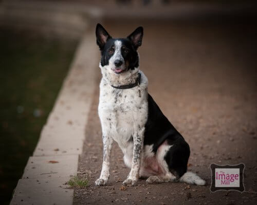 Border Collie dog portrait, at the Image Mill, by pet photographer Phill Andrew