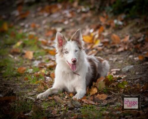 Brown and white Border Collie dog, portrait, at the Image Mill, by pet photographer Phill Andrew