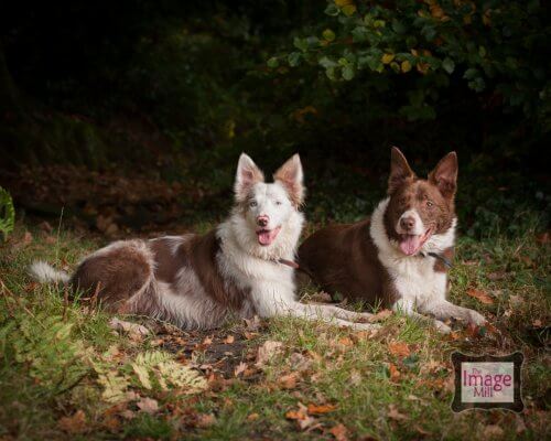 Two Brown and white Border Collie dogs, portrait, at the Image Mill, by pet photographer Phill Andrew