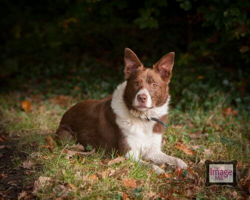 Brown and white Border Collie dog portrait, at the Image Mill, by pet photographer Phill Andrew