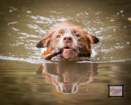 Brown and white Border Collie dog swimming, portrait, at the Image Mill, by pet photographer Phill Andrew