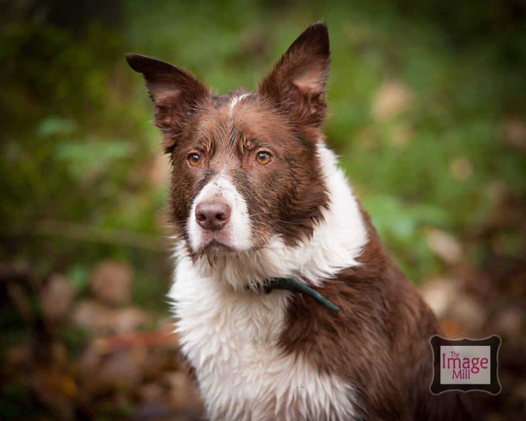 Brown and white Border Collie dog portrait, at the Image Mill, by pet photographer Phill Andrew