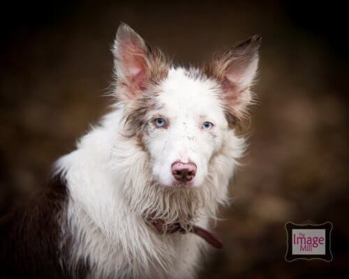 Brown and white Border Collie dog, portrait, at the Image Mill, by pet photographer Phill Andrew
