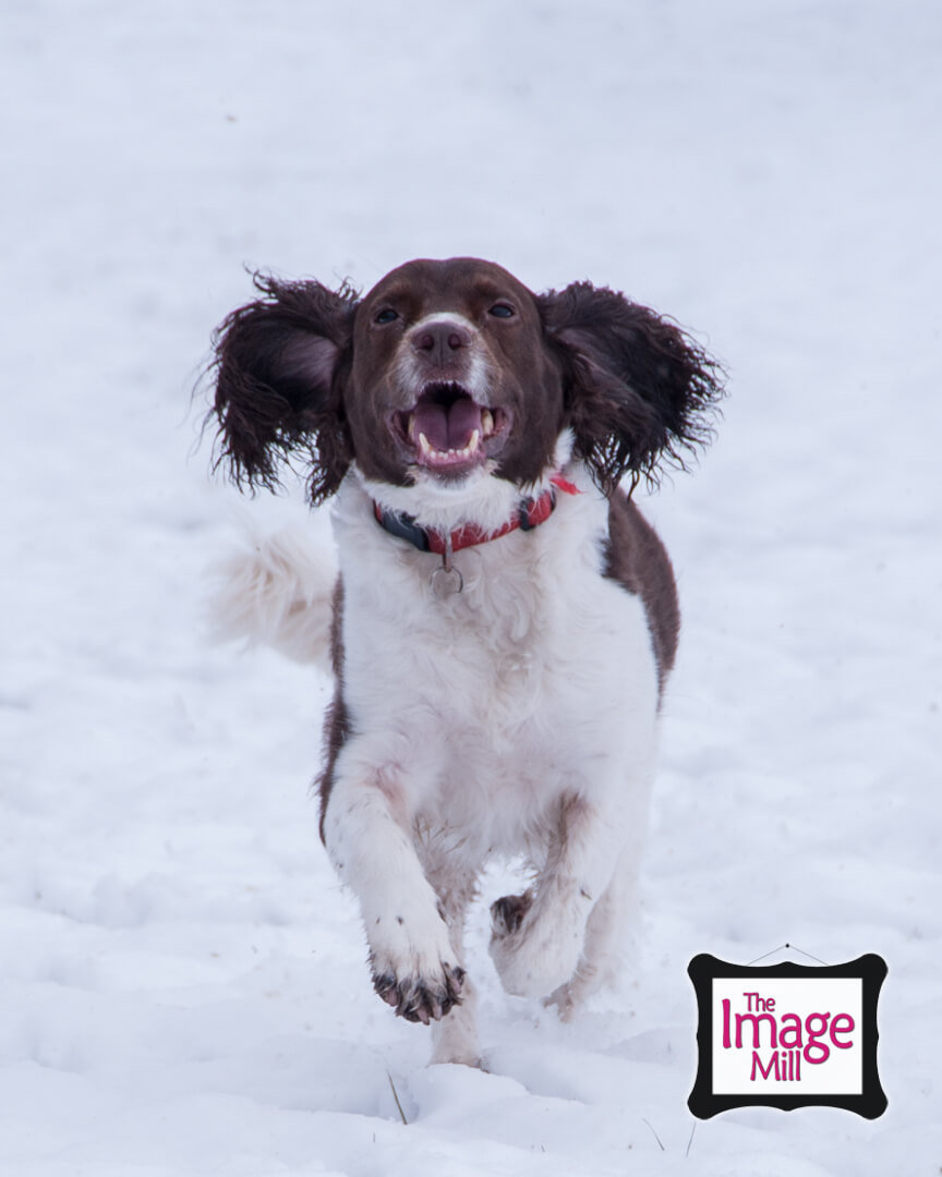 Springer Spaniel dog running in the snow, portrait, at the Image Mill, by pet photographer Phill Andrew