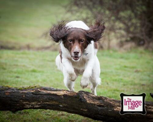 Springer Spaniel dog jumping a log, portrait, at the Image Mill, by pet photographer Phill Andrew