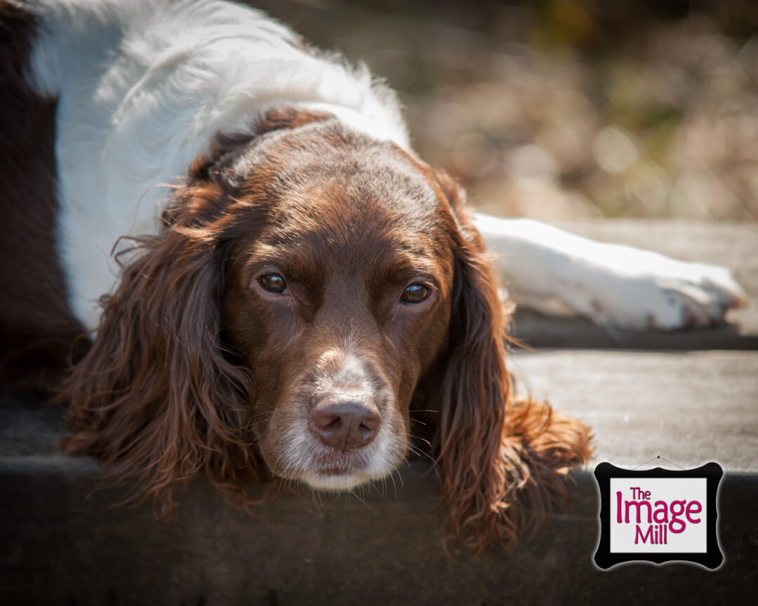 Springer Spaniel dog on a bench, portrait, at the Image Mill, by pet photographer Phill Andrew