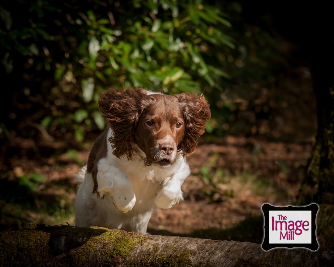 Springer Spaniel dog jumping a log, portrait, at the Image Mill, by pet photographer Phill Andrew