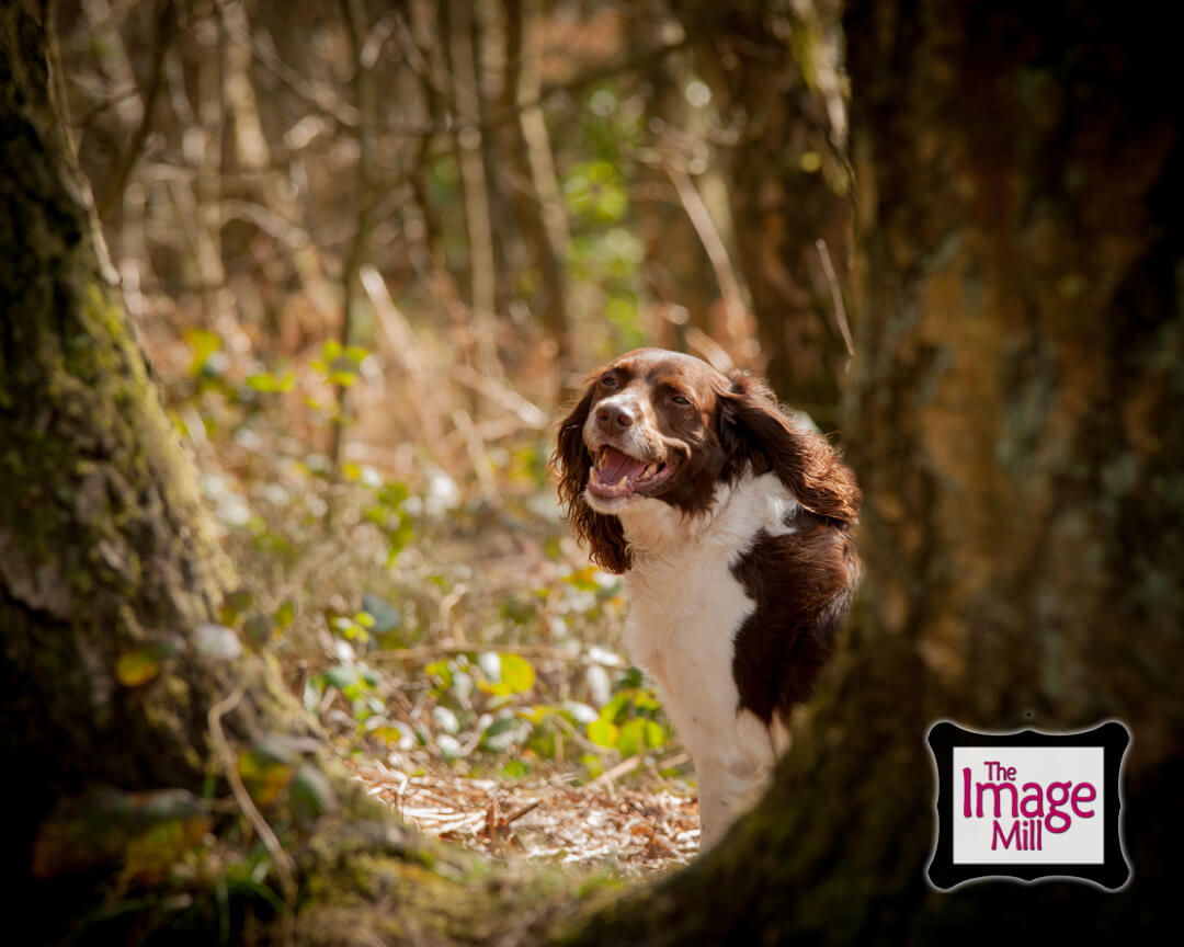 Springer Spaniel dog laughing in the woods, portrait, at the Image Mill, by pet photographer Phill Andrew