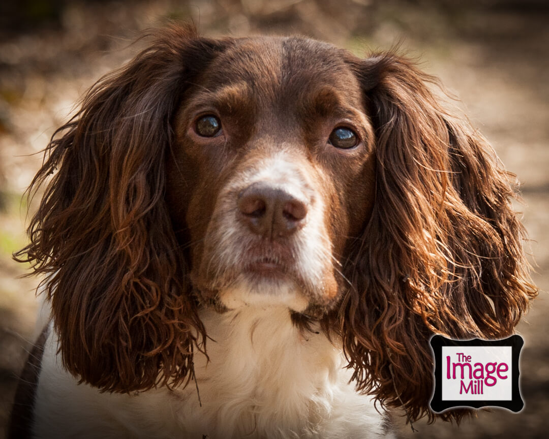 Attentive Springer Spaniel dog close up head, portrait, at the Image Mill, by pet photographer Phill Andrew